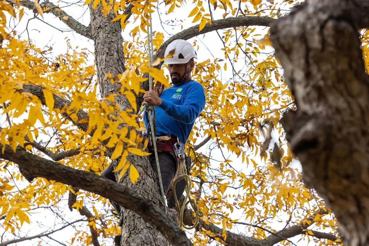 Skilled Tree Planting crew working in Saint James City